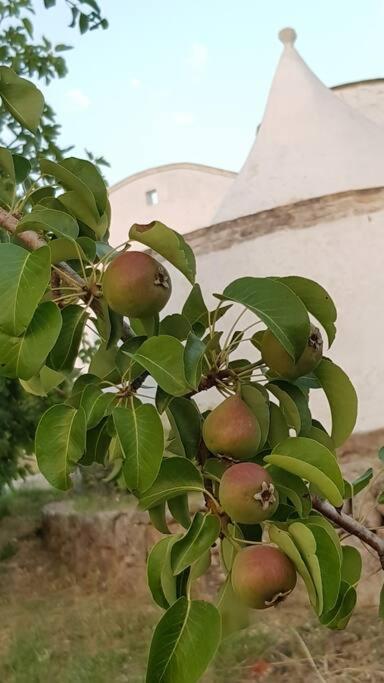Podere Del Gelso Bianco, Vacation Rental Ostuni Ngoại thất bức ảnh