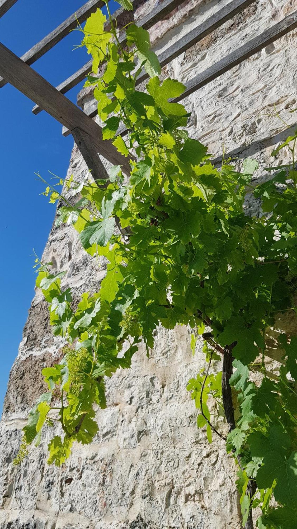 Podere Del Gelso Bianco, Vacation Rental Ostuni Ngoại thất bức ảnh